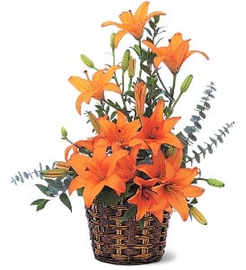 Orange lily arrangement in a brown wicker basket with tall stems and buds