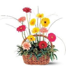 Basket of mixed pink, yellow, and red gerbera daisies arranged with foliage
