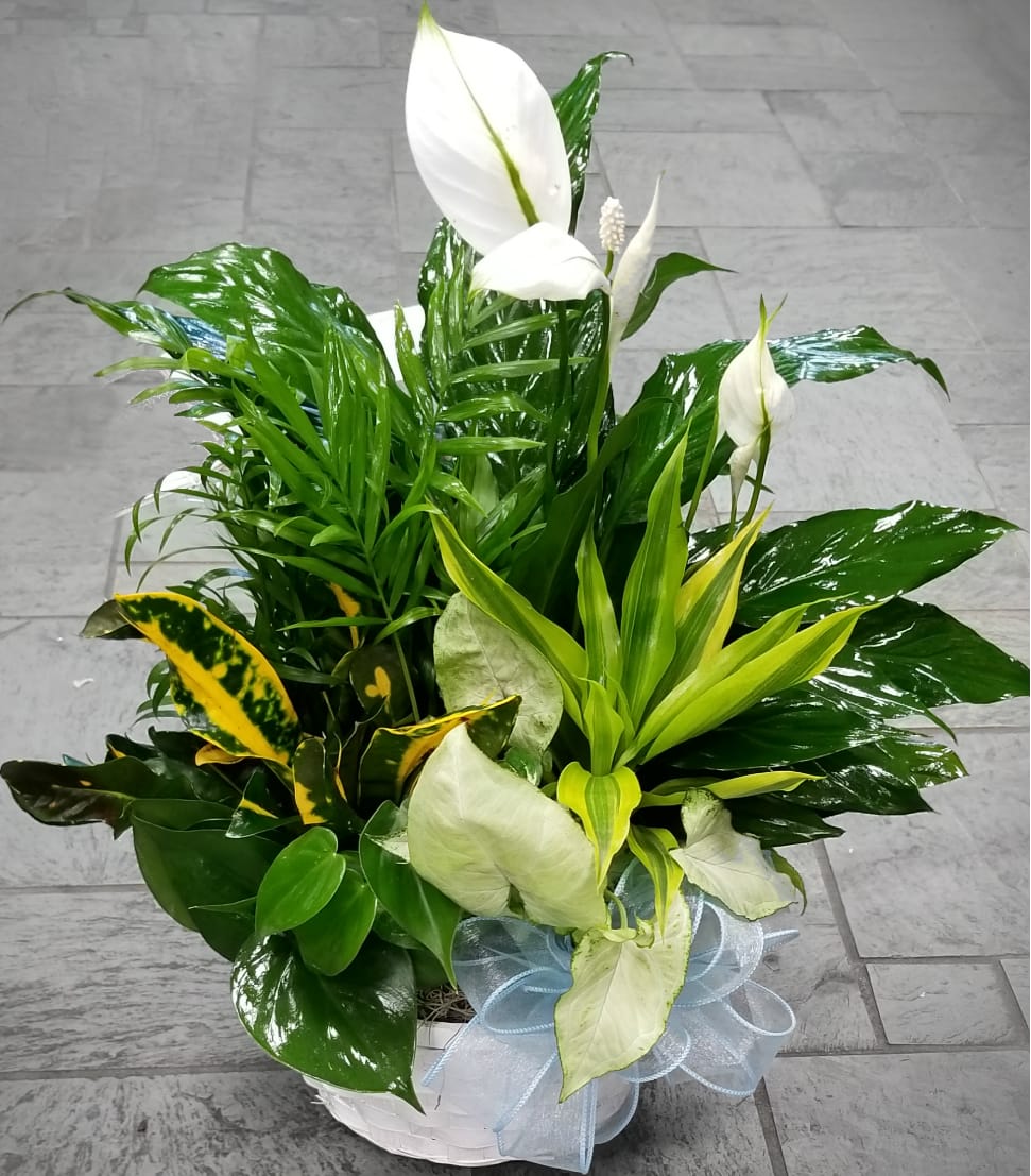 White peace lilies in a white basket with a pale blue ribbon