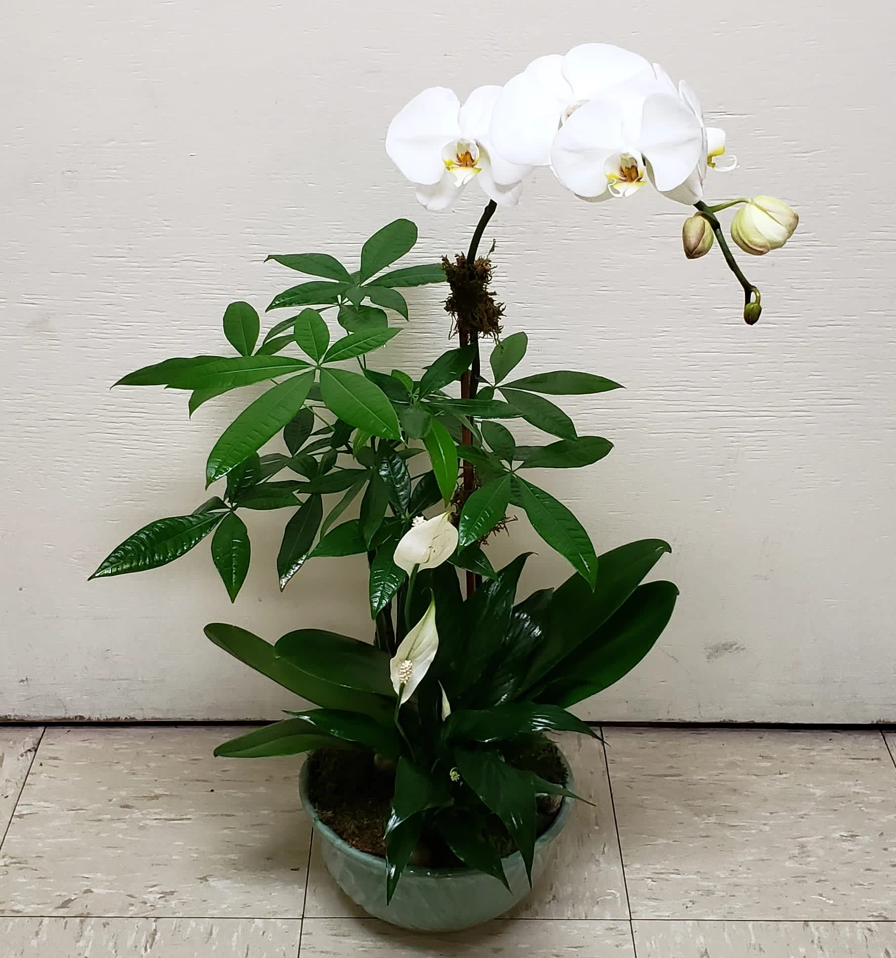 White orchid blooms in a green ceramic pot with glossy foliage