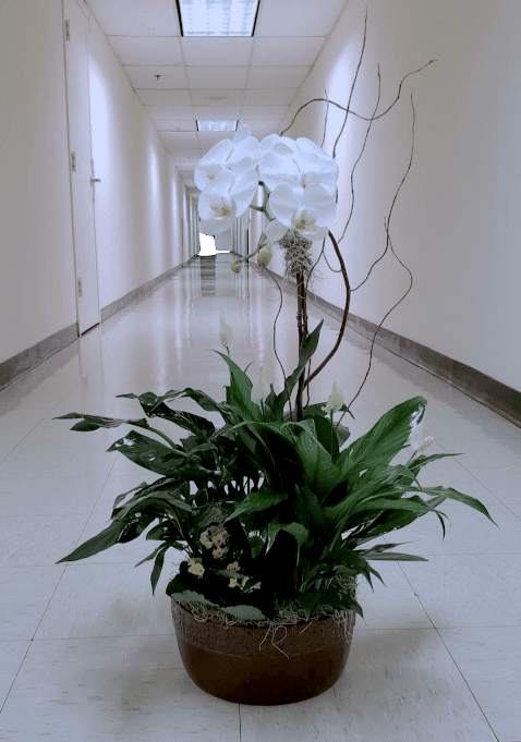 White orchid arrangement in a low brown planter with green foliage