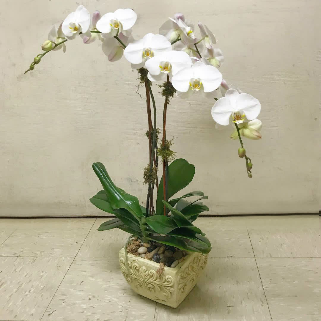 White orchid plant in a decorative square pot