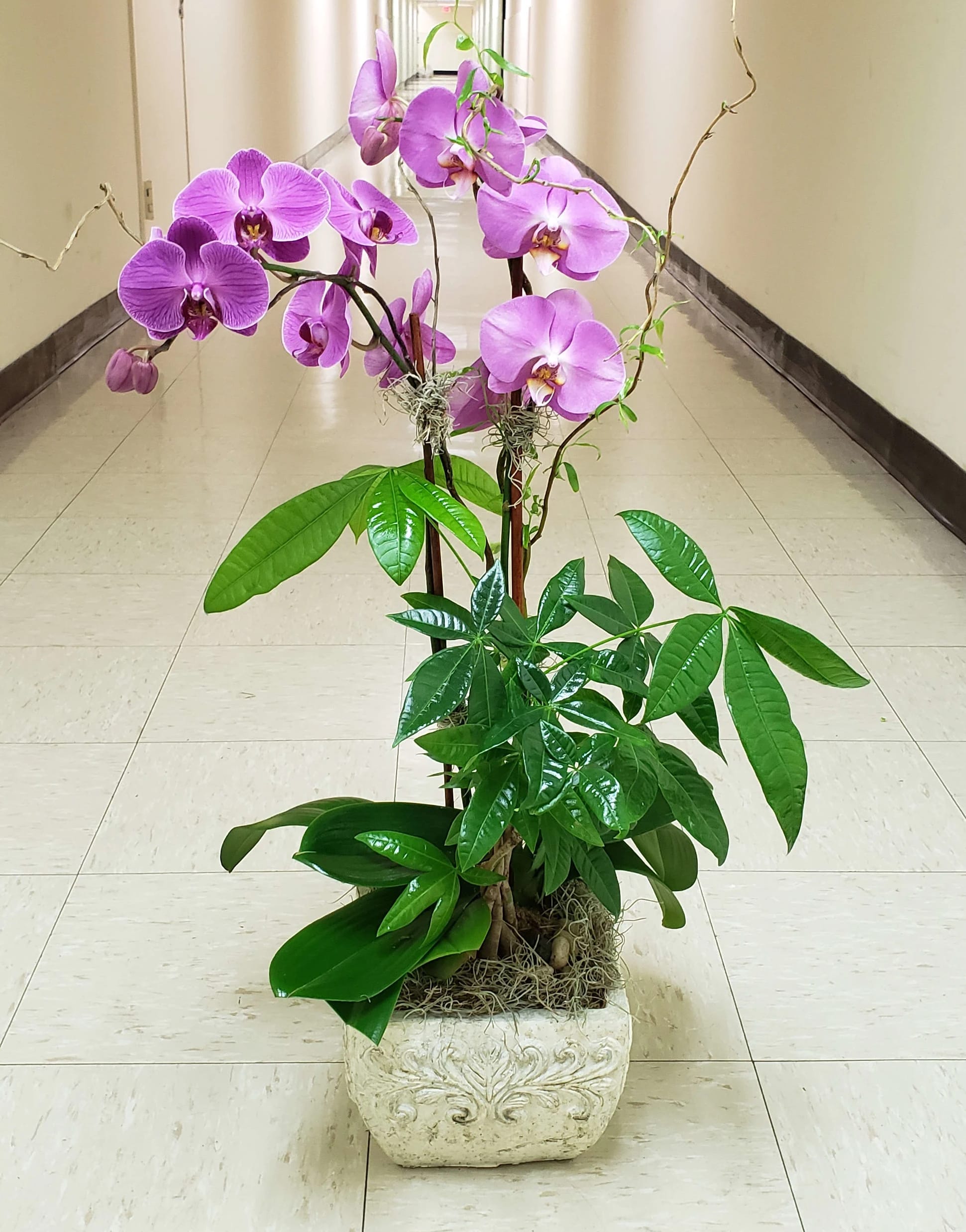 Potted orchid arrangement with purple blooms in a decorative planter