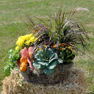 Fall planter with yellow flowers, ornamental grasses, cabbage, and small pumpkins in a wicker basket