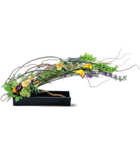 Gracious Curve [TF151-1] - Curly willow embraces artful flowers, creating a stunning arrangement with a graceful, horizontal design. An outstanding choice for home or office.  Alstroemeria, bells of Ireland, callas, larkspur and lysimachia are delivered in a rectangular dish.  Approximately 36" W x 13" H  Orientation: All-Around      As Shown : TF151-1  