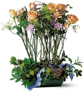 Rose Topiary [TF35-3] - An exquisite choice to express your sentiments to that special someone.  Roses, scabiosa, Queen Anne's lace and bupleurum with ivy, in a low garden dish with a festive bird and nest.  Approximately 18" W x 23" H  Orientation: All-Around      As Shown : TF35-3  