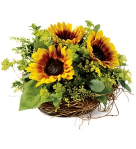 Nesting Sunflowers [TF-WEB41] - Cozy as some kind of delightful floral birds, this rustic arrangement of sunflowers brings the natural wonder of autumn home. A charming gift.  • A nest of dried honeysuckle, filled with sunflowers, oregonia, bupleurum, accented with seeded eucalyptus and solidaster.  Approximately 9" (W) x 8" (H)  Orientation: All-Around      As Shown : TF-WEB41 