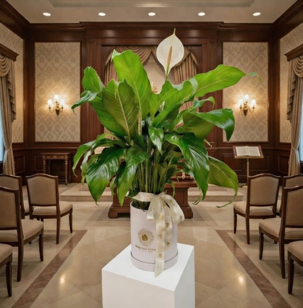 Large potted peace lily plant with one white bloom in a white hatbox container with ribbon.