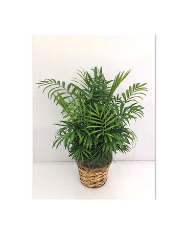 Potted palm plant in a woven basket