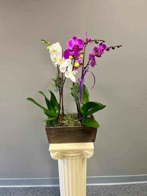 Garden of Orchids - Multiple stems of Orchid plants artistically arranged in a container. Colors may vary.