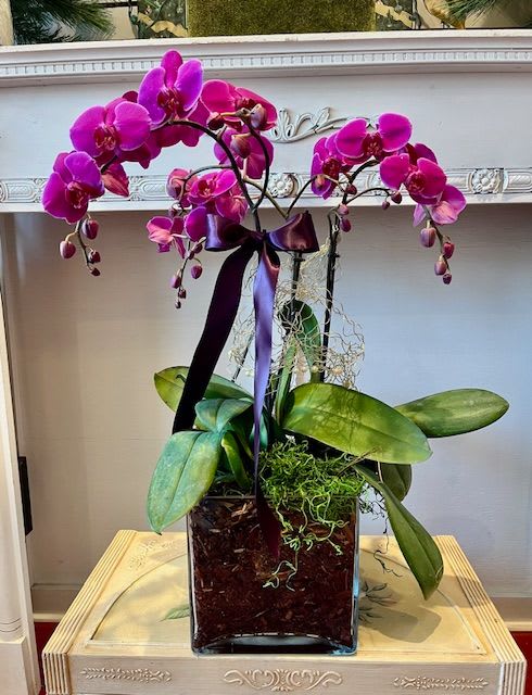 Pink orchid plant in a square glass container with a purple ribbon