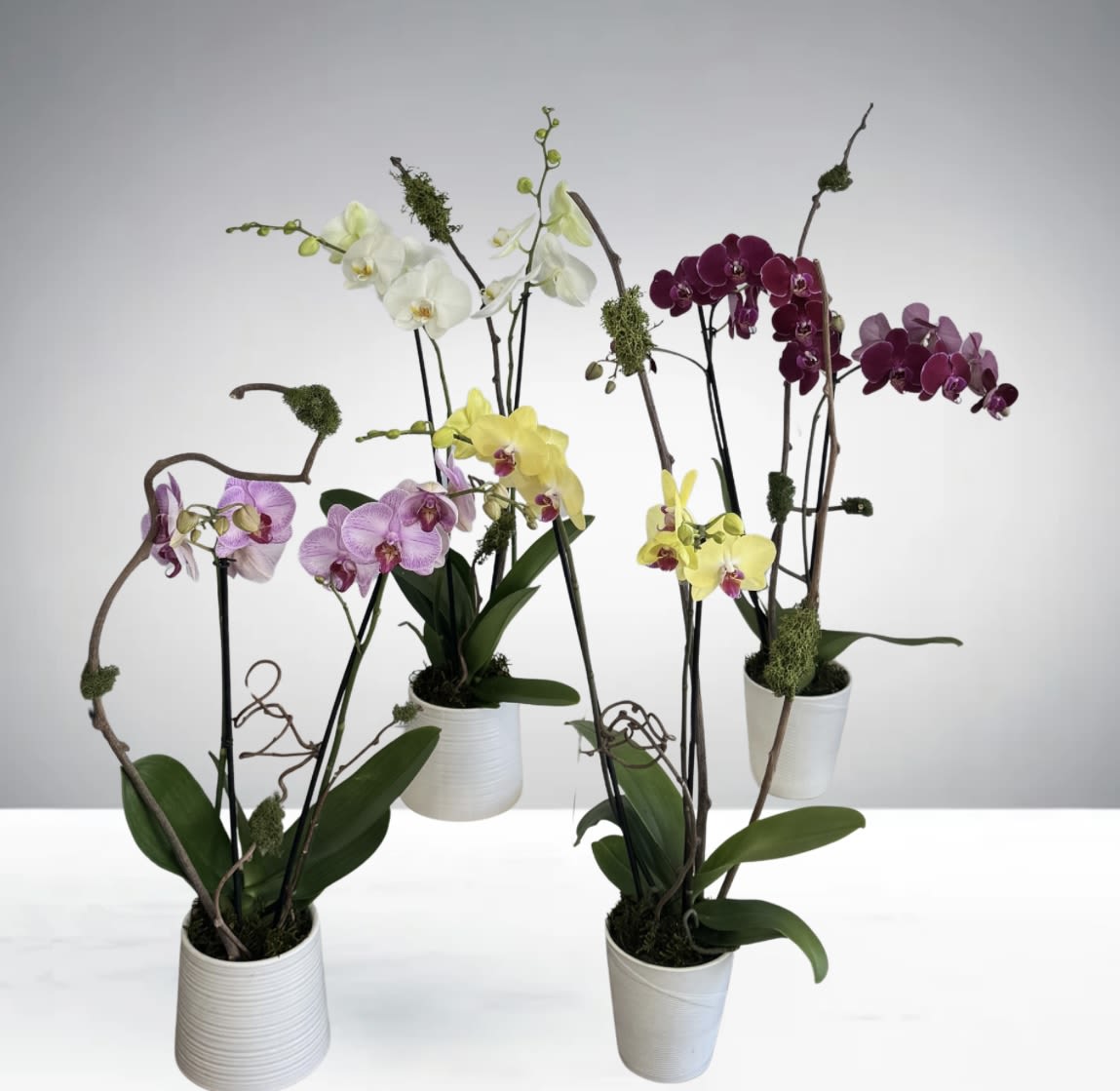 Double Stem Orchid  - A beautiful double stem orchid. Perfect for all occasions, bring it as a housewarming gift, a birthday, or anything in-between.   IMPORTANT:This listing is for one orchid plant. The photo shows multiple orchids to illustrate the different varieties we offer. Each purchase includes one plant, not the full group shown in the picture.