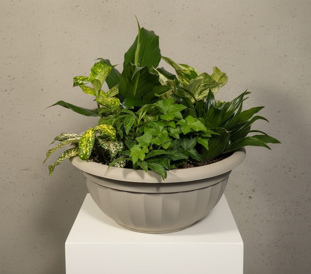 Dish Garden - A beautiful mixture of houseplants to acknowledge any occasion. Houseplant varieties may include, but are not limited to; ivy, spathyphyllium, coffee plant, palm, bird nest fern, pink splash, dieffenbachia, and white butterfly. *Container color may vary between black, tan, and grey. 