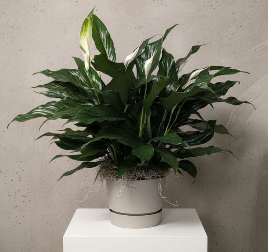 Small Peace Lily  - Whether for a funeral, a welcome home, a get well, or a congratulatory gift; this potted peace lily is the perfect way to convey your love and thoughts.  Plant is a 6" peace lily. Container is a cameo style with a built in drip tray for easy care. Container made locally in Applecreek, Ohio.