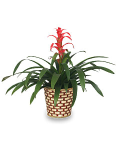 Potted plant with long green leaves and a red flower spike in a woven basket