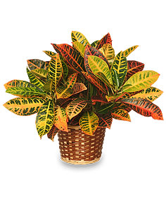 Potted croton plant with multicolored leaves in a woven basket