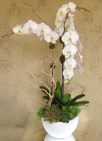 White orchid arrangement in a white pot with succulents