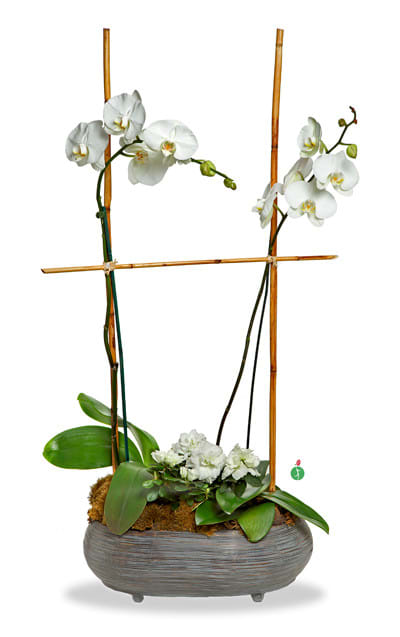 White orchids arranged in a gray bowl planter with bamboo stakes
