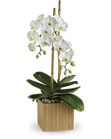 White orchids in a bamboo planter with decorative stones