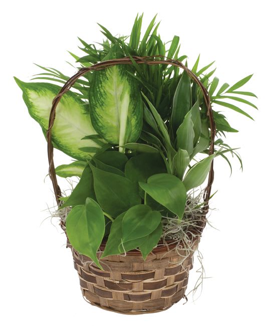 Basket of assorted green houseplants with a woven handle