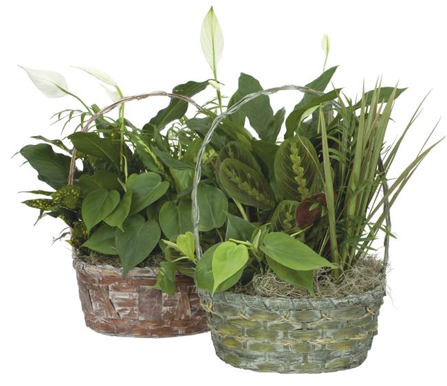 Two woven baskets filled with assorted green houseplants