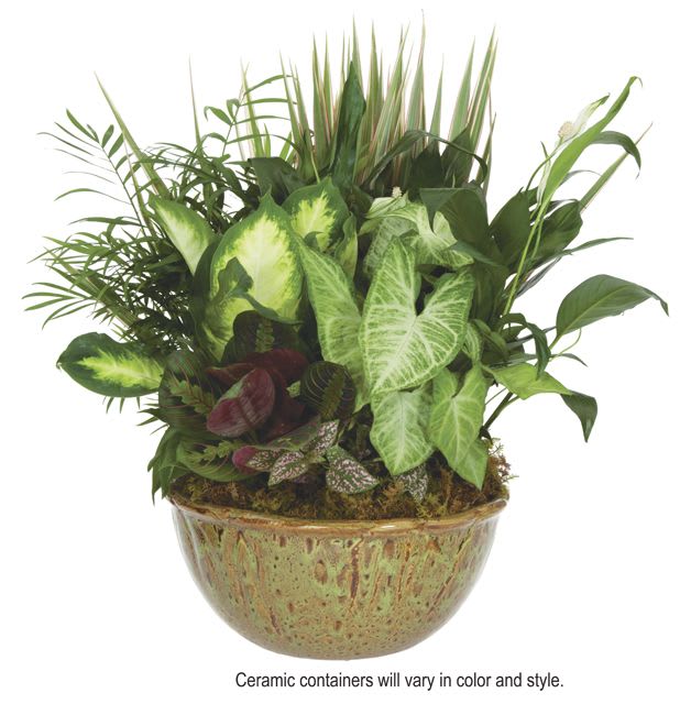 Mixed green houseplants arranged in a ceramic bowl planter