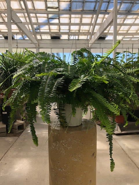Hanging fern plant in a white pot on a pedestal