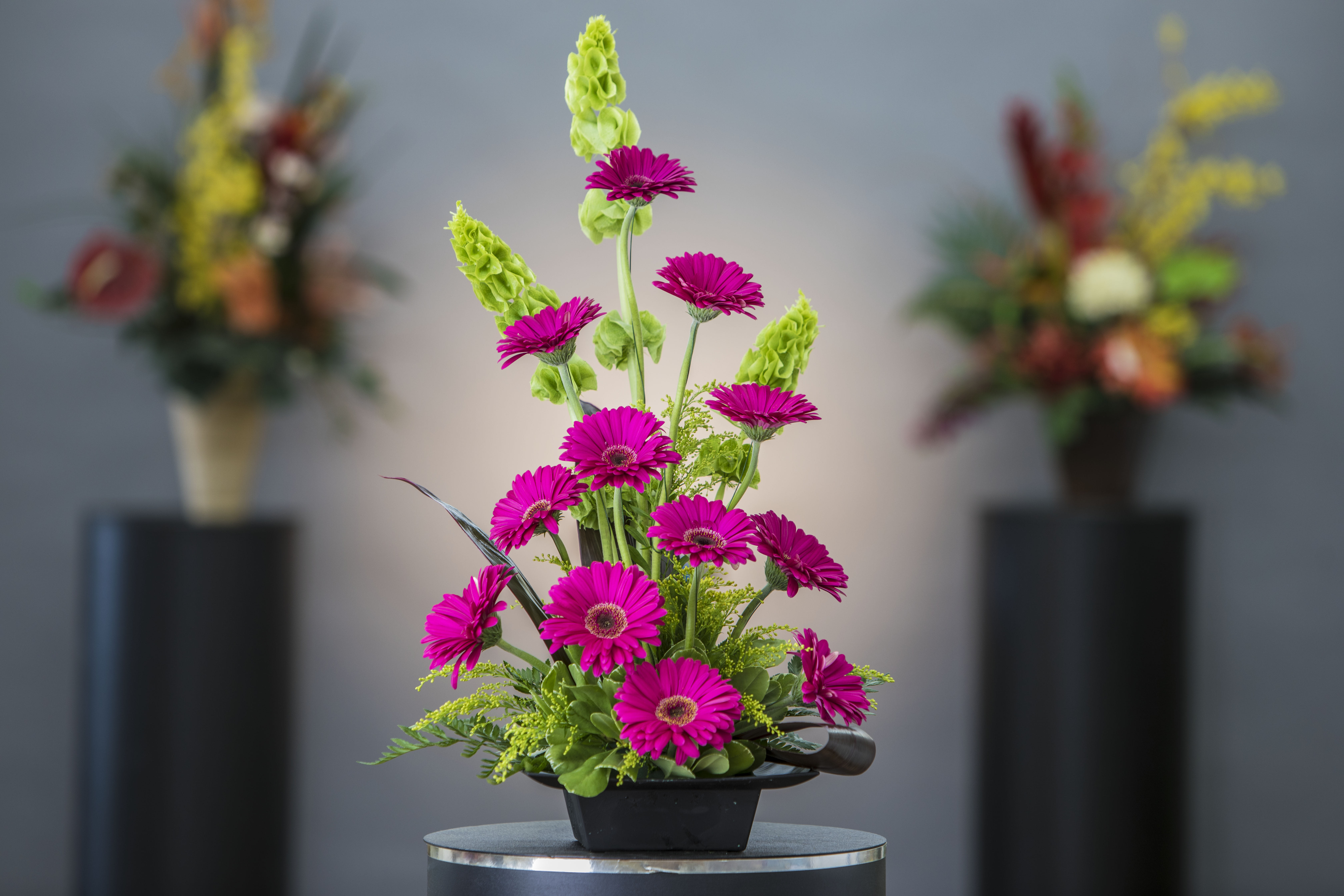 Magenta gerbera daisies in a low black container with green accents