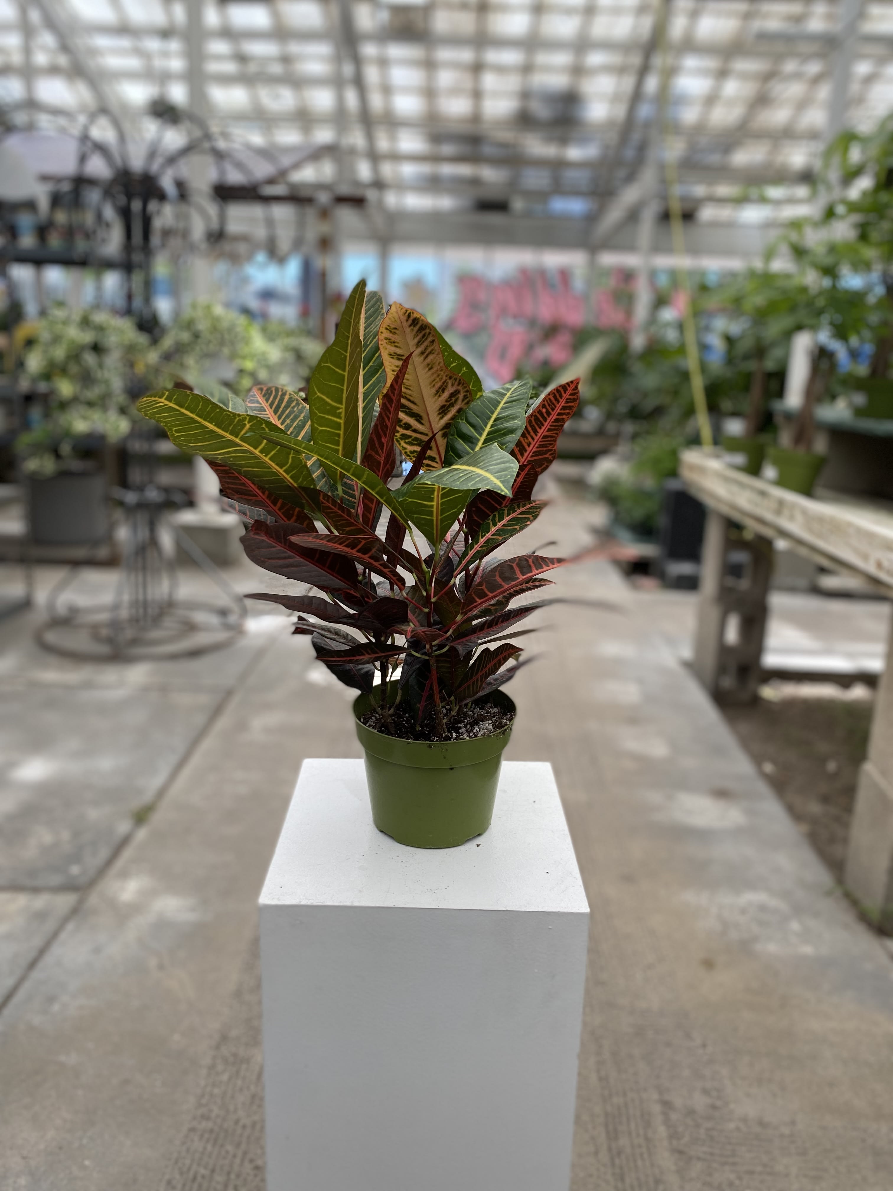 Potted croton plant with multicolored leaves in a green nursery pot