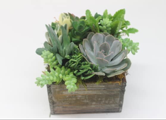 Succulent arrangement in a rustic wooden planter