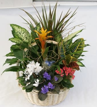Tropical plant basket with white, purple, and pink blooms