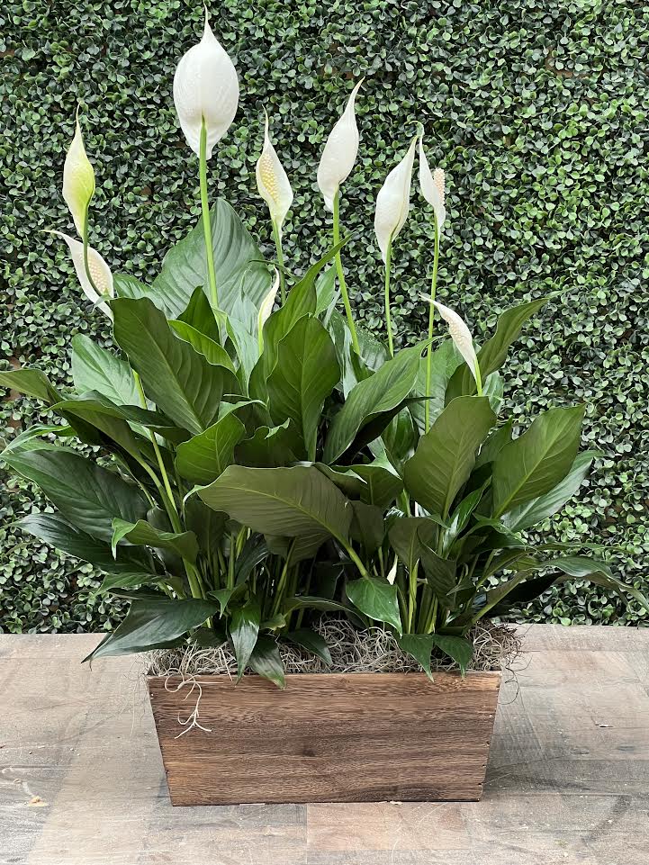 PEACE LILY PLANTER - A peace lily arrangement designed in a decorative wooden container.
