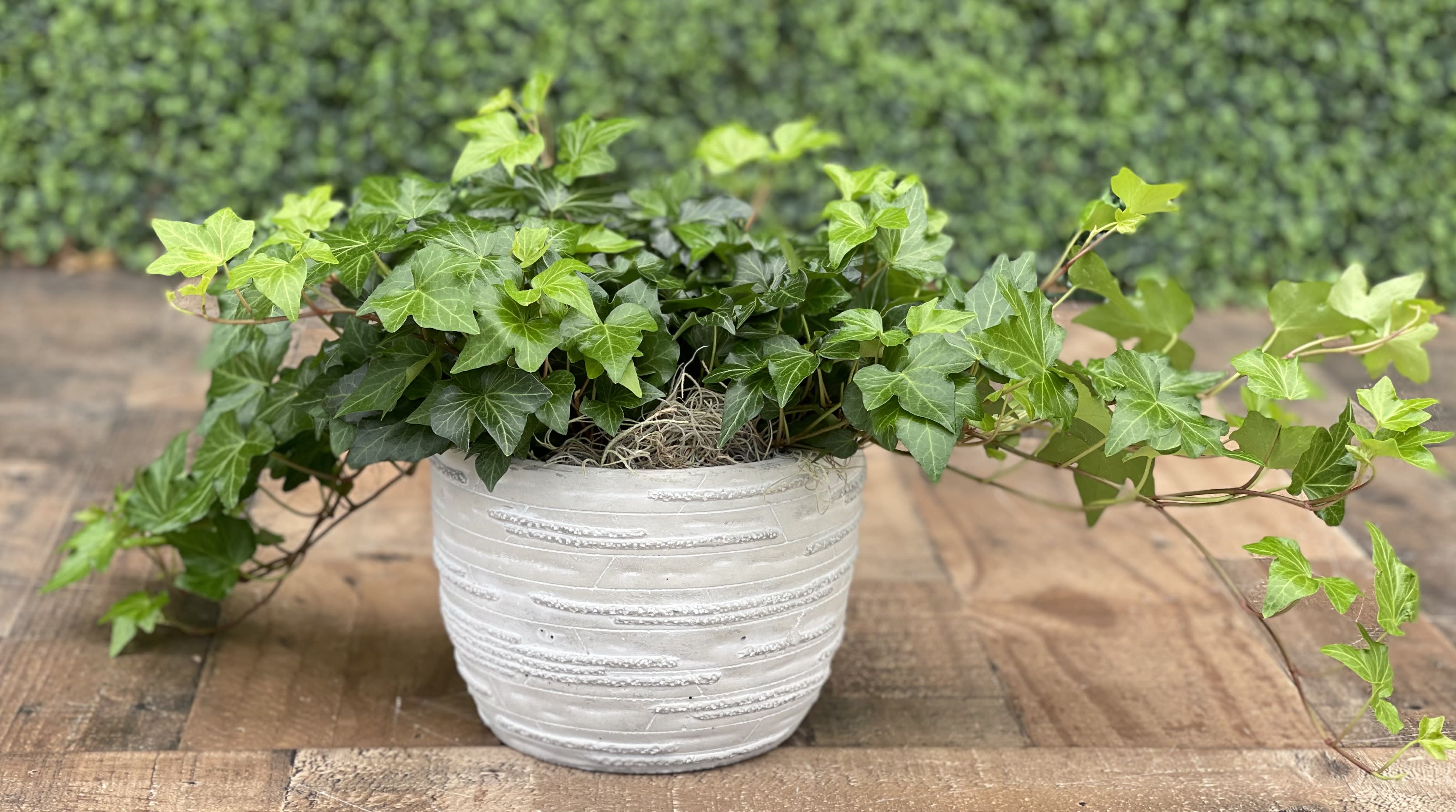 IVY PLANTER - A full and trailing ivy plant in a decorative container topped with Spanish moss.