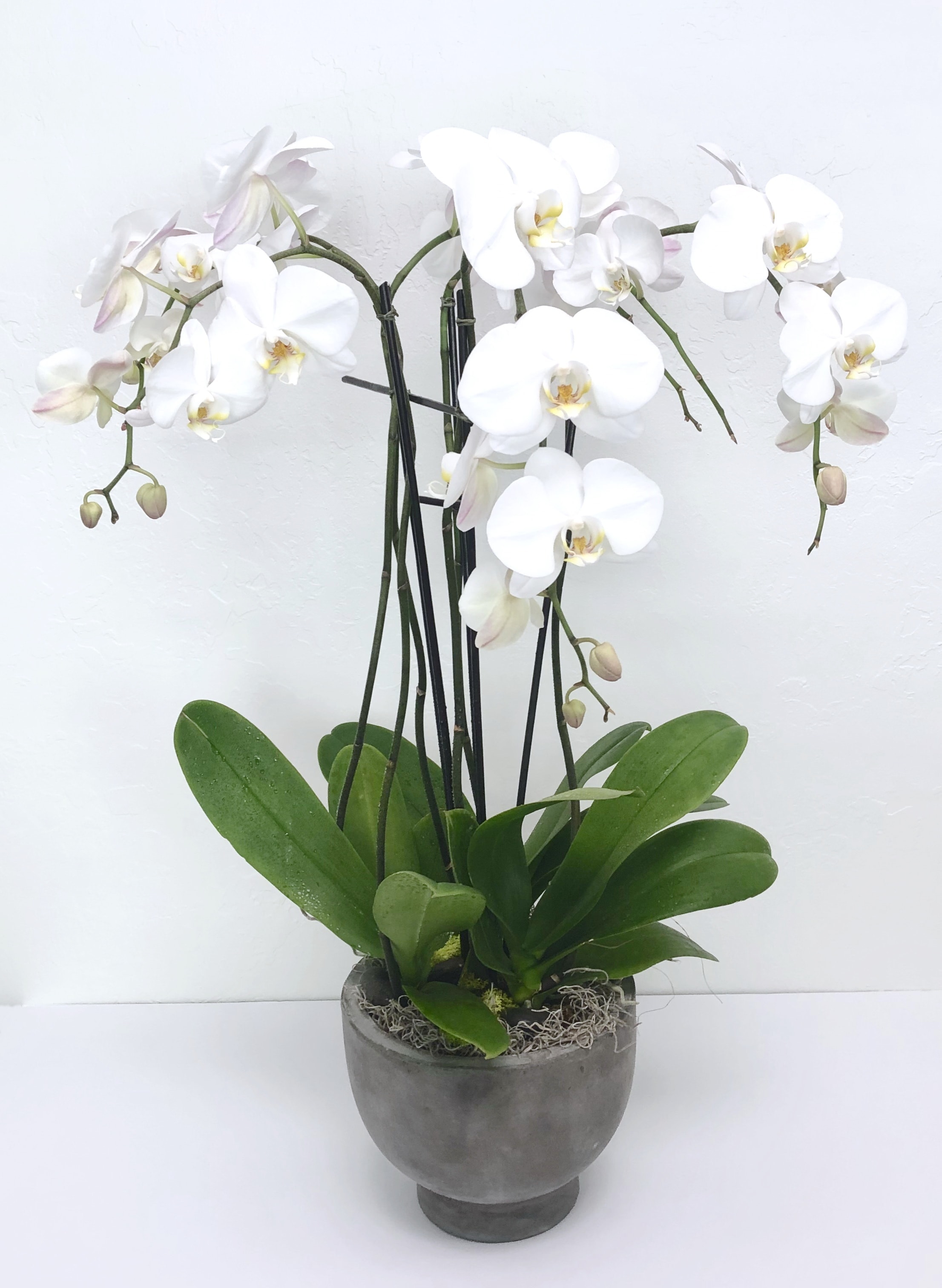 White orchid plant in a gray pot