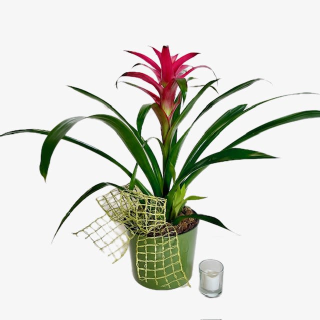 Potted bromeliad with a pink flower spike and a small candle beside it