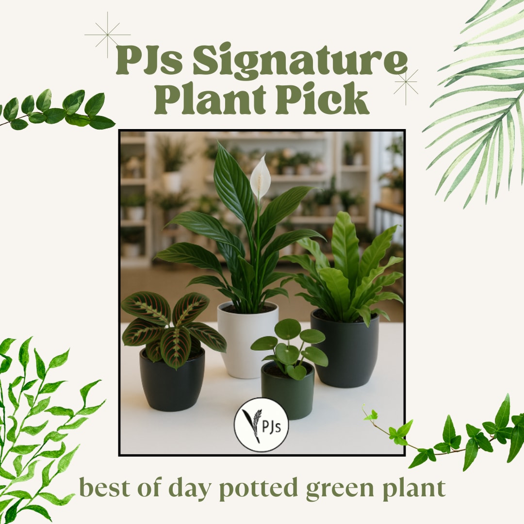 Four potted green houseplants on a tabletop
