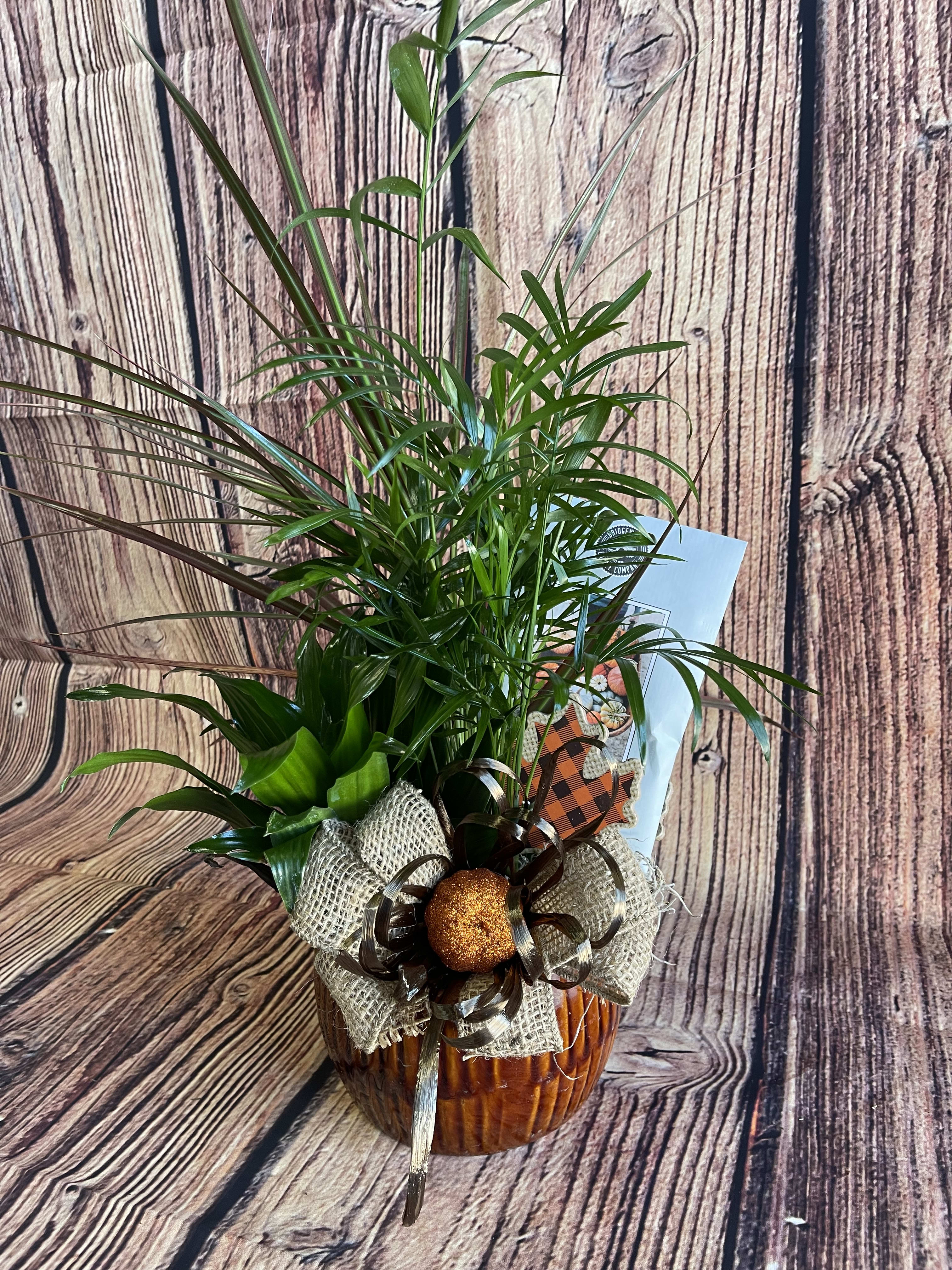 Autumn Glow Dish Garden - Each and every one of our dish gardens are unique in color and texture but they all include fall fragranced sachet, and are dressed for autumn!