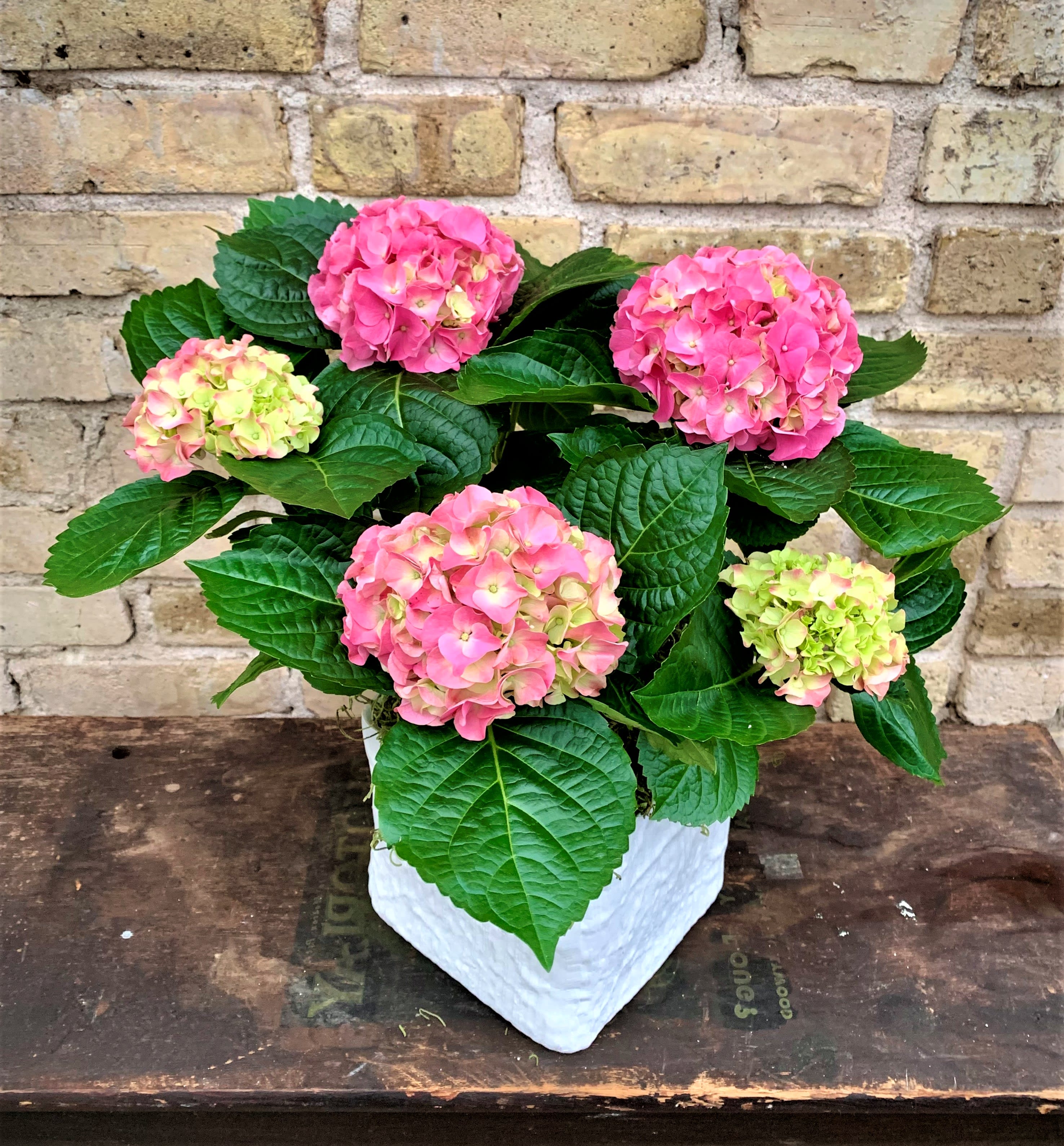 Pink hydrangea blooms in a white pot