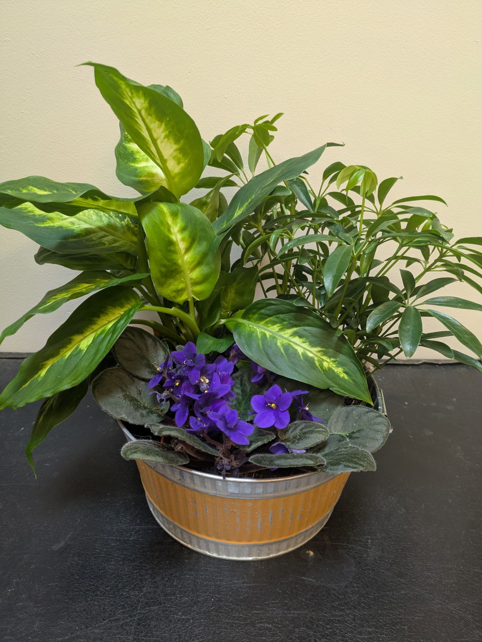 Violet &amp; Vine - Meet Violet &amp; Vine—a sweet little garden that brings cozy charm and quiet beauty to any nook or windowsill. Nestled in a rustic tin container, this dish garden features two lush 4” green houseplants paired with a blooming African violet, offering the perfect balance of vibrant foliage and soft floral color.  Low-maintenance and full of life, Violet &amp; Vine makes a thoughtful gift or a peaceful addition to your own space—like a tiny greenhouse that fits right on your shelf.  All containers, houseplants, and houseplant floral colors are subject to change due to availability.