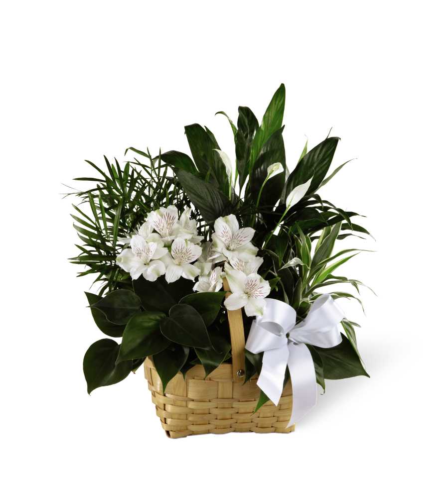 White flowers in a woven basket with a white ribbon