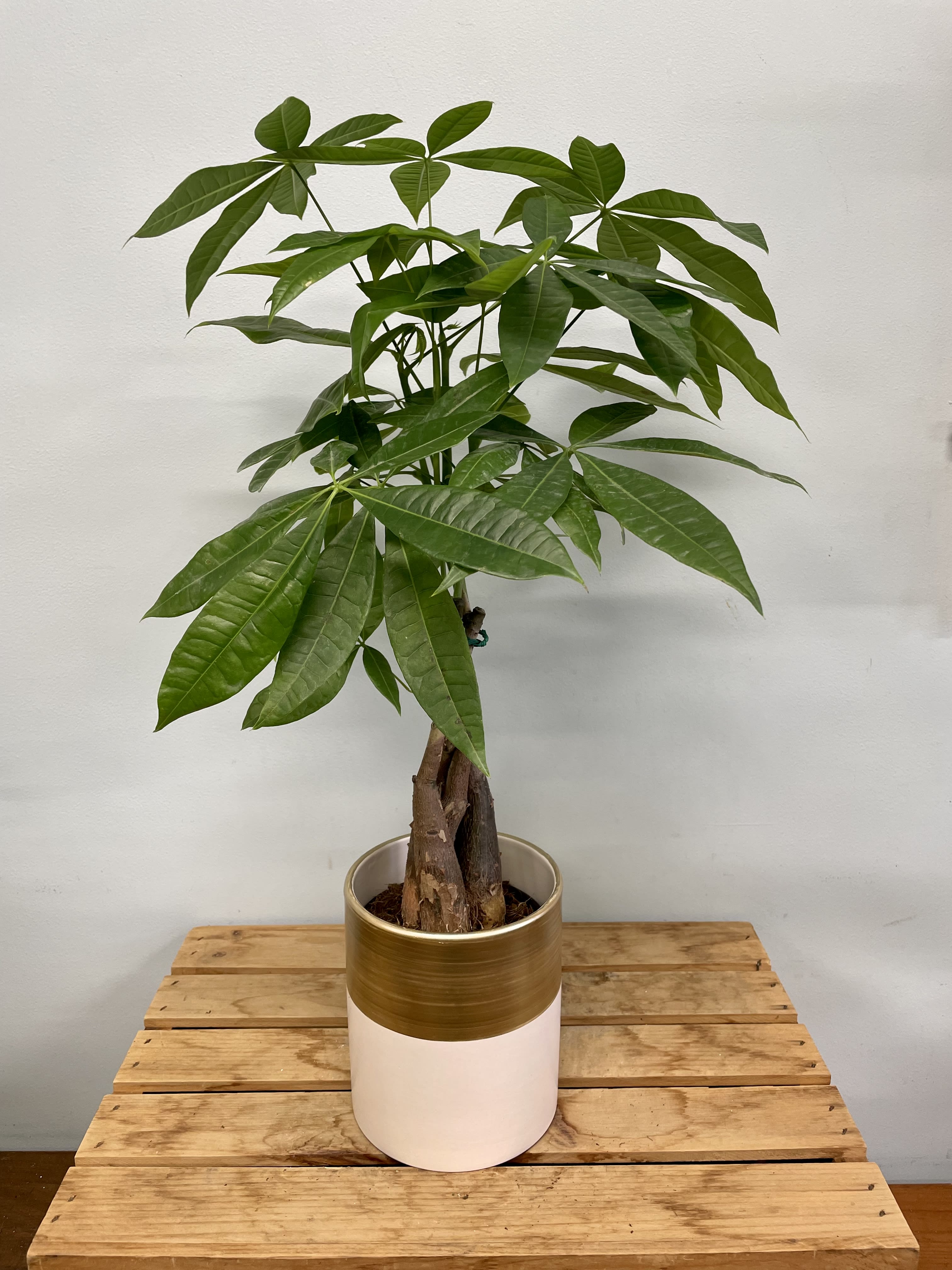 Potted money tree plant in a two-tone decorative container