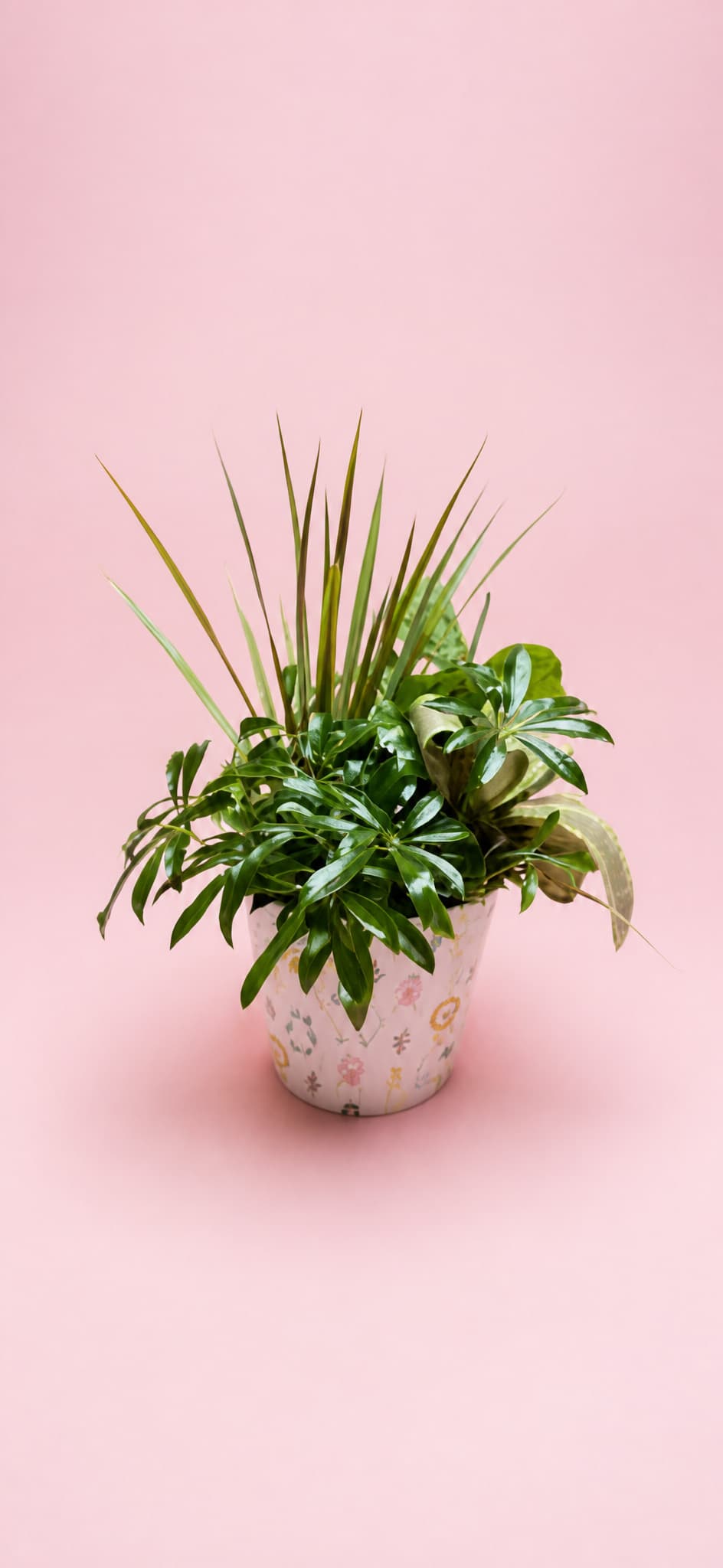 Potted green houseplant in a patterned ceramic pot on a pink background