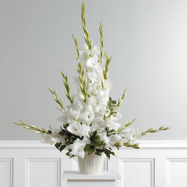 Radiant Glads Arrangement by Grohe Florists - Tradition at its most radiant, this luminous gladiolus arrangement pays tribute to your loved one. Note to customers- We use fresh product, often times these blooms take days to open. 