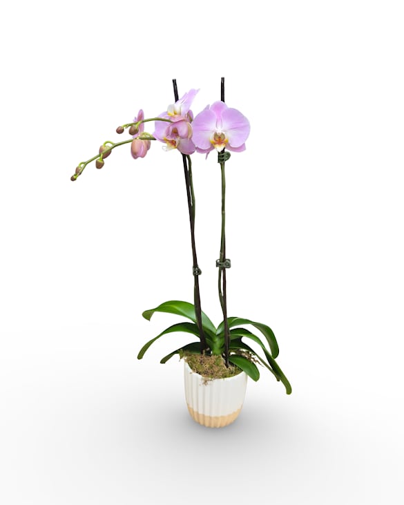 Lavender Orchid Planter  - Select this stunning Lavender Phalaenopsis orchid plant in a ceramic pot.   Exact color and container may vary. Approximately 26" x 11" x 11".