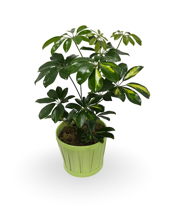 6" Schefflera Plant - Select this stunning 6" Schefflera to brighten up your home! Container may vary.