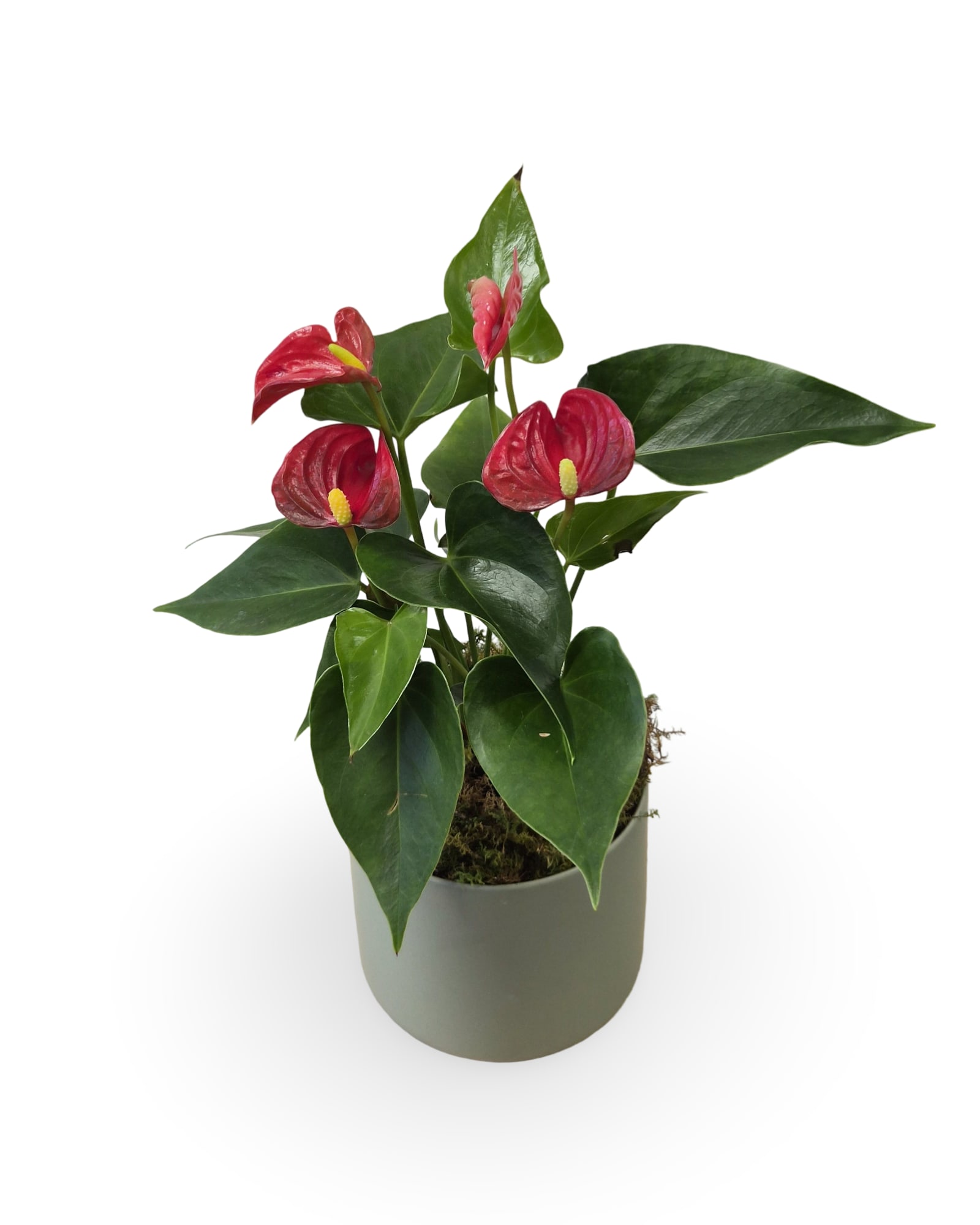 4" Anthurium Plant - Select this unique 4" anthurium plant in a sleek ceramic container.   