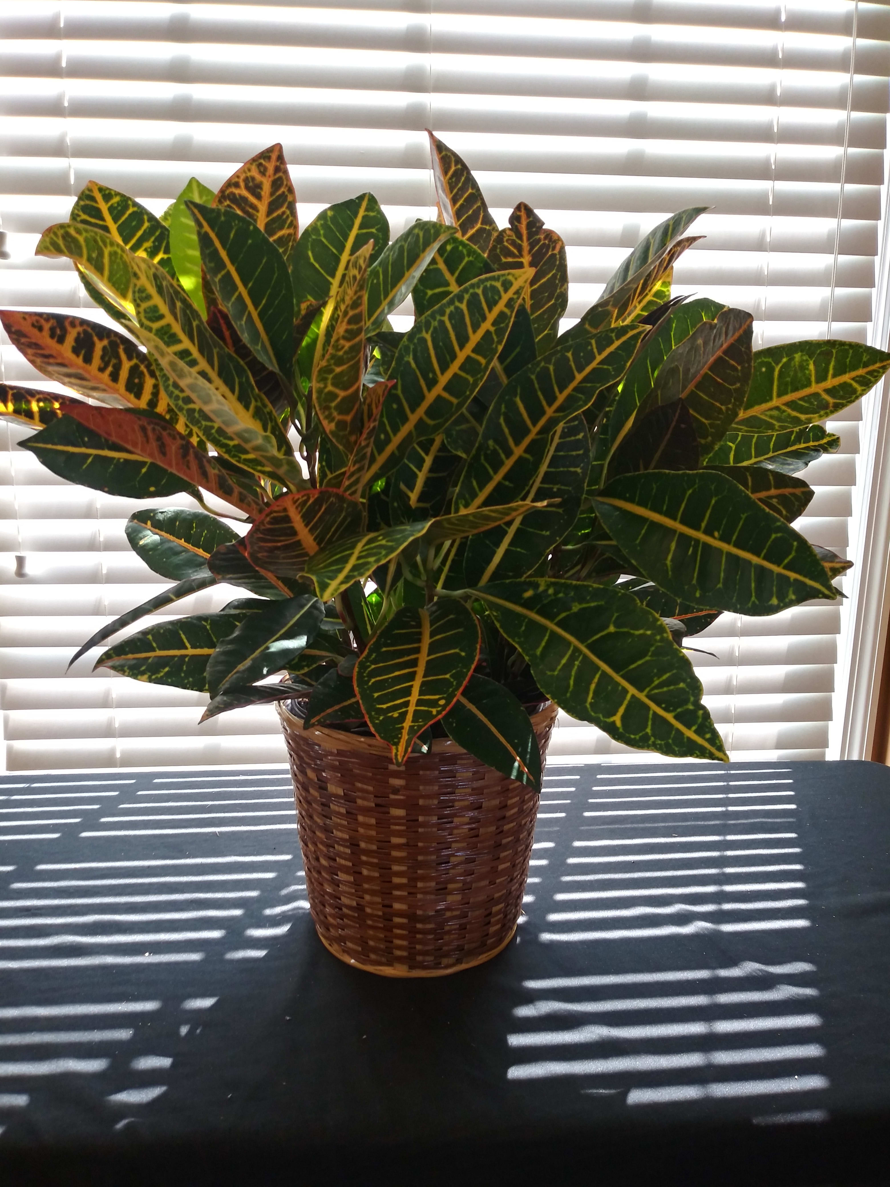 Potted croton plant with variegated green, yellow, and red leaves in a woven basket