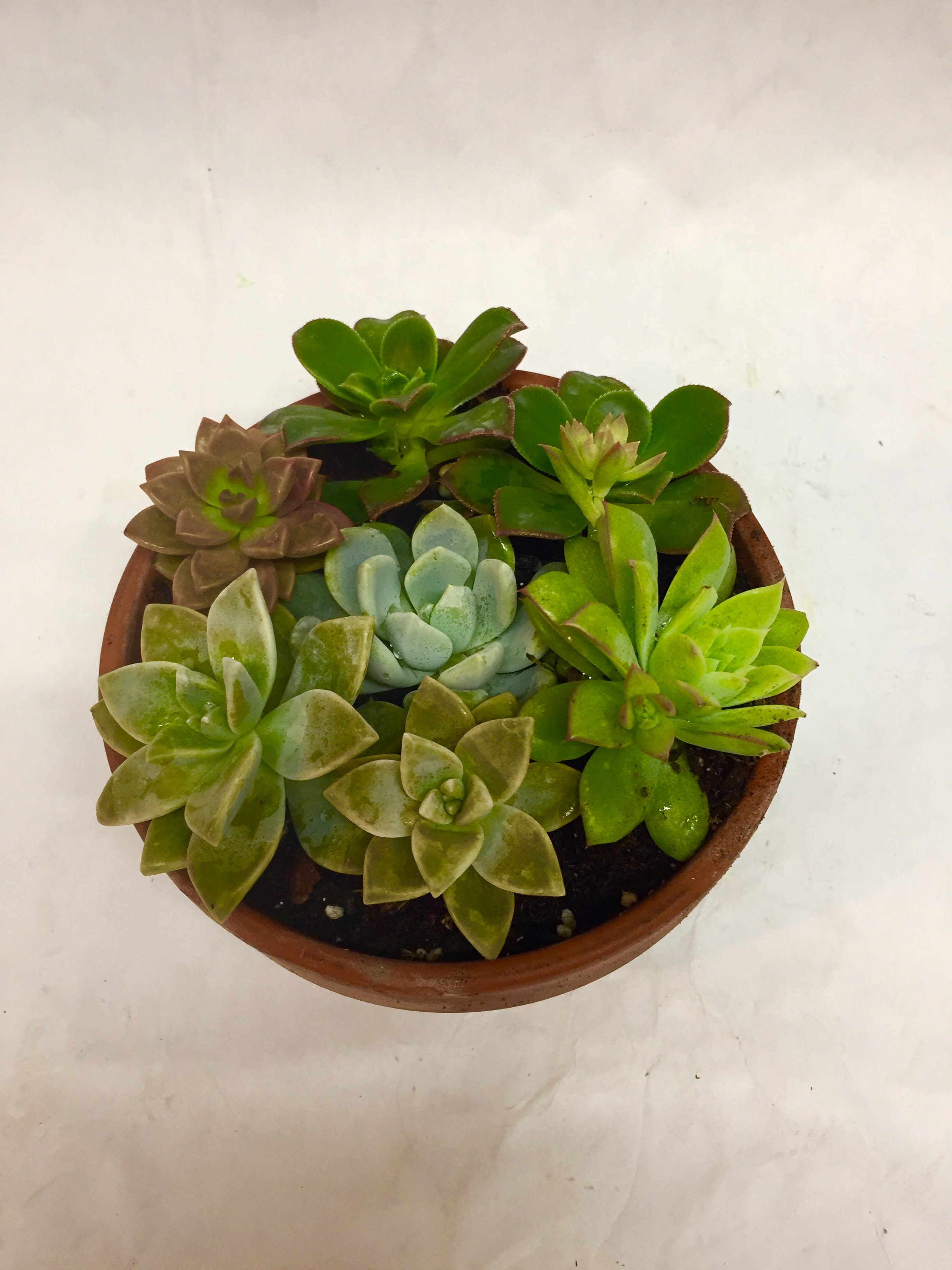 Potted succulent arrangement with multiple rosette plants in a round terracotta pot
