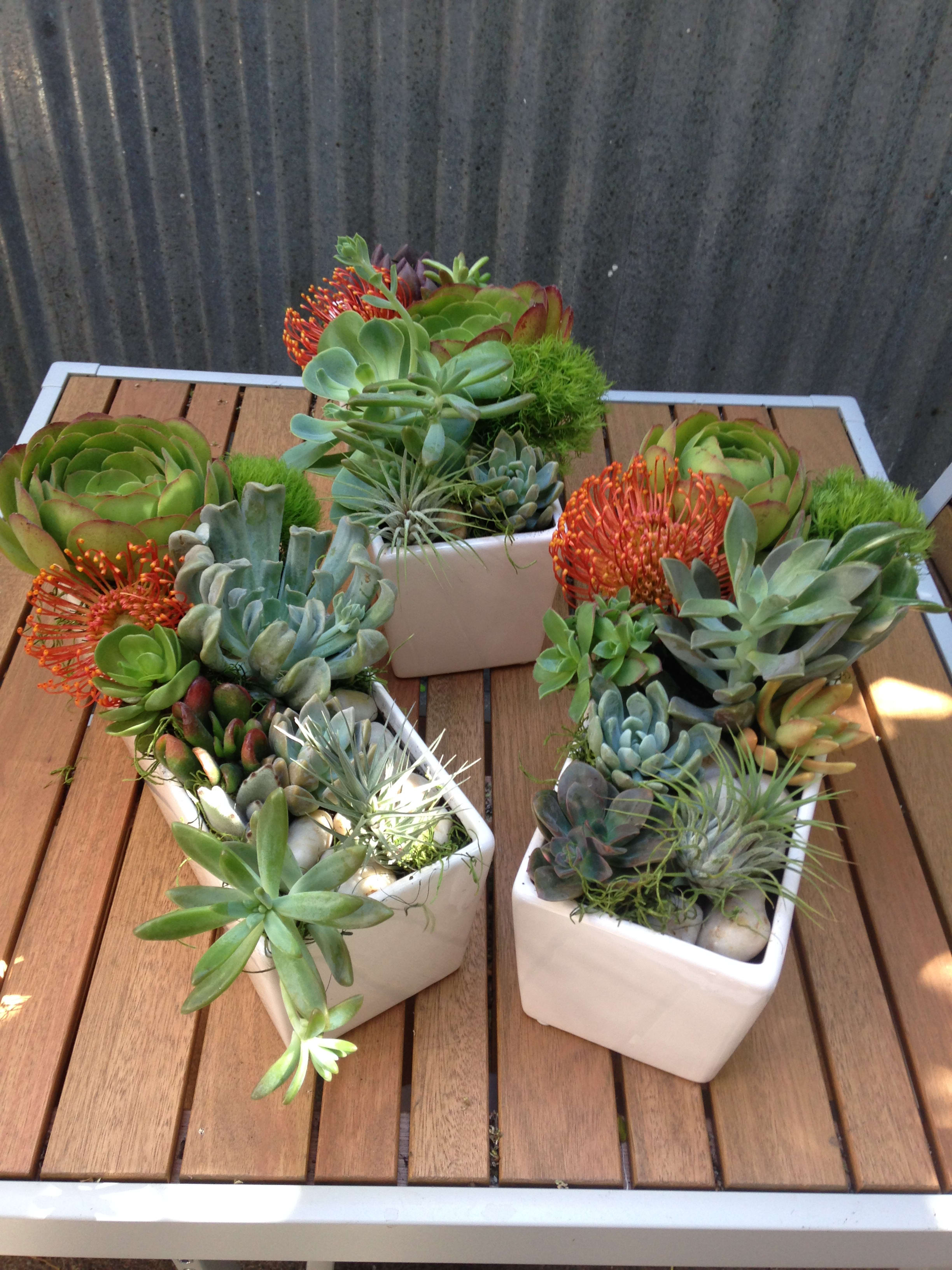 Three square planters of succulents with orange blooms on a wooden table