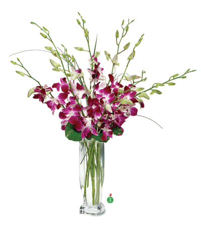 Dendrobium Orchids    (Pre order only). - There’s nothing quite as pretty as a generous bunch of delicate dendrobium orchids, gathered up and presented in a simple glass vase. With their bright purple-and-white blooms, and adorned with a bit of greenery, it’s a simple gift that will have a big impact.